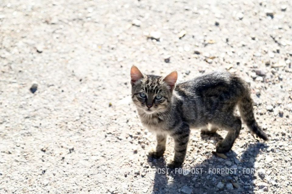 �������� �������� ����������� ���� ������