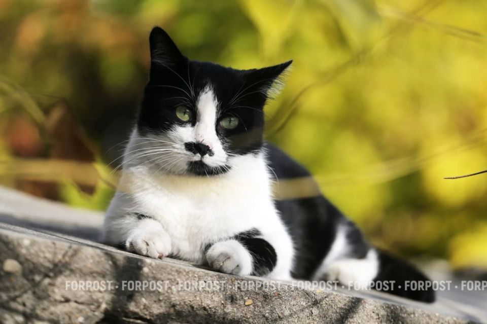 �������� �������� ����������� ���� ������