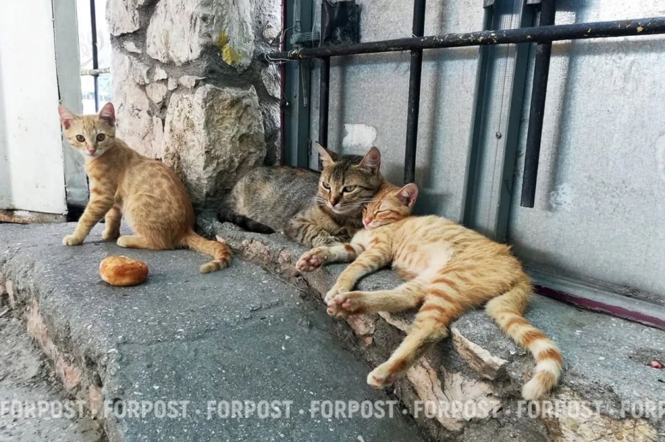 �������� �������� ����������� ���� ������