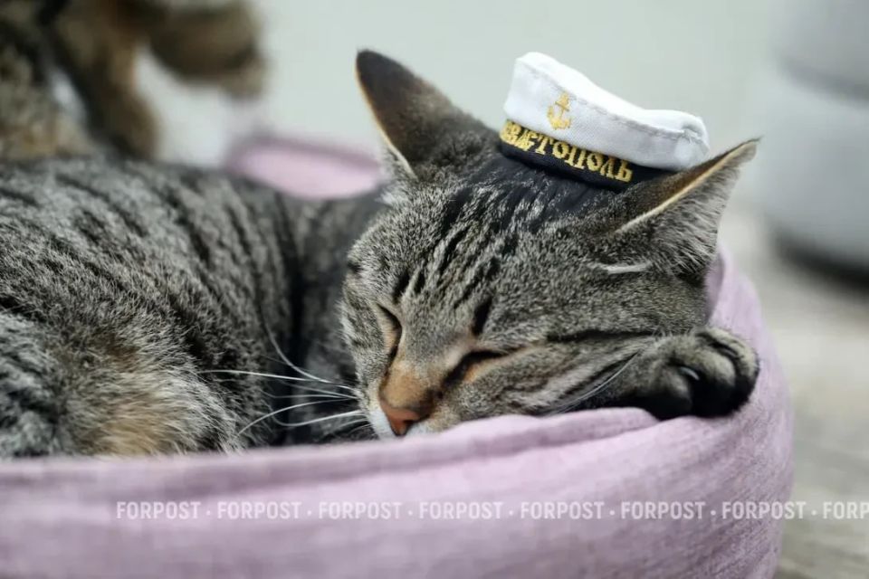 Пушистый гарнизон Севастополя несёт службу