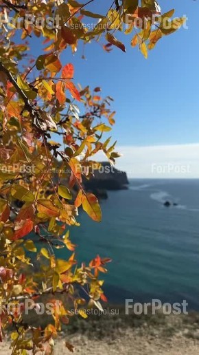 Пока Петербург заметает первым снегом, погода Севастополе позволяет любоваться осенними видами
