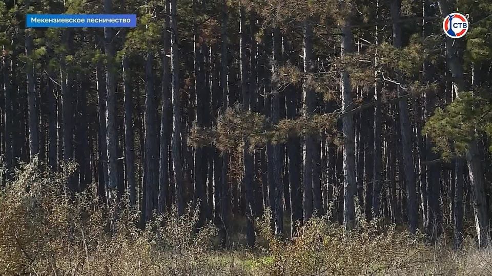 В Севастополе продолжаются работы по восстановлению лесных массивов