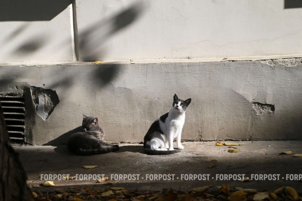 �������� �������� ����������� ���� ������