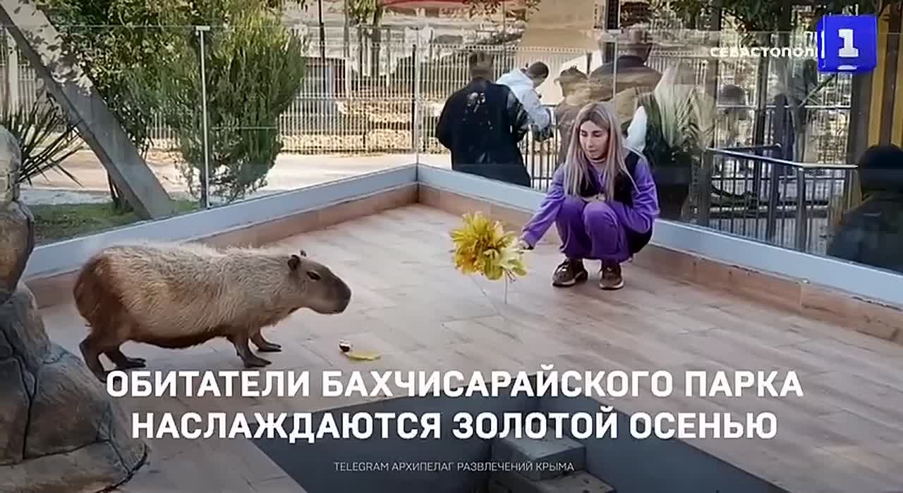 Обитатели Бахчисарайского зоопарка наслаждаются золотой осенью