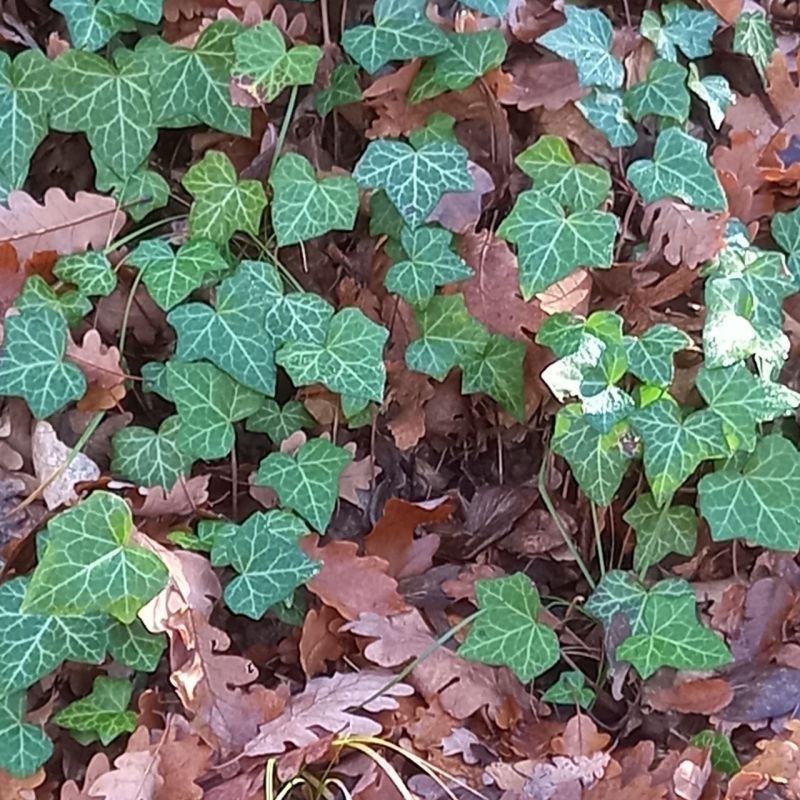 � ������ �����, ������!. � ����������� ��������������� ��� �������