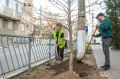 В Симферополе на улицах Александра Невского и Толстого высадили липы и платаны