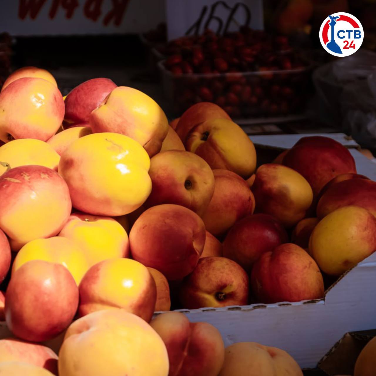 1200 тонн фруктов и ягод собрали севастопольские хозяйства в 2025 году