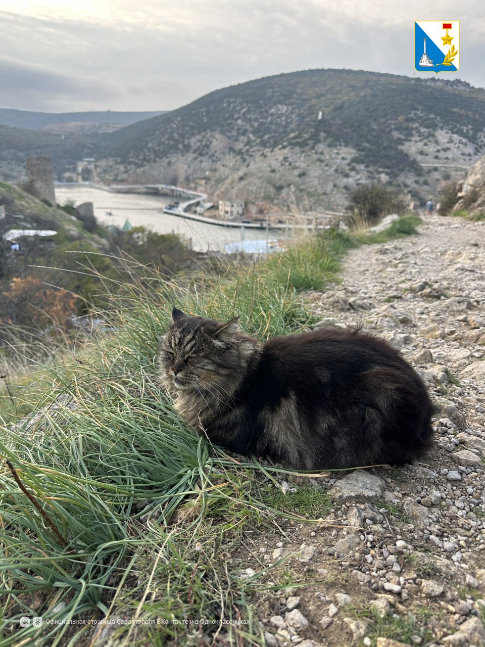 Вакцинируем домашних животных от бешенства