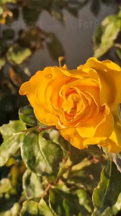 Ноябрьские розы радуют севастопольцев