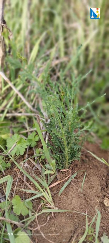 В Мекензиевском лесничестве высаживают молодые деревья на площади 6,3 гектара В Мекензиевском лесничестве высаживают молодые деревья на площади 6,3 гектара