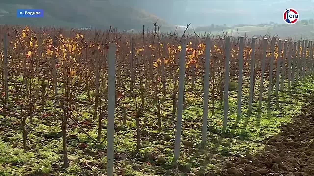 Будущее отрасли: в Севастополе поддерживают молодых специалистов в сфере сельского хозяйства