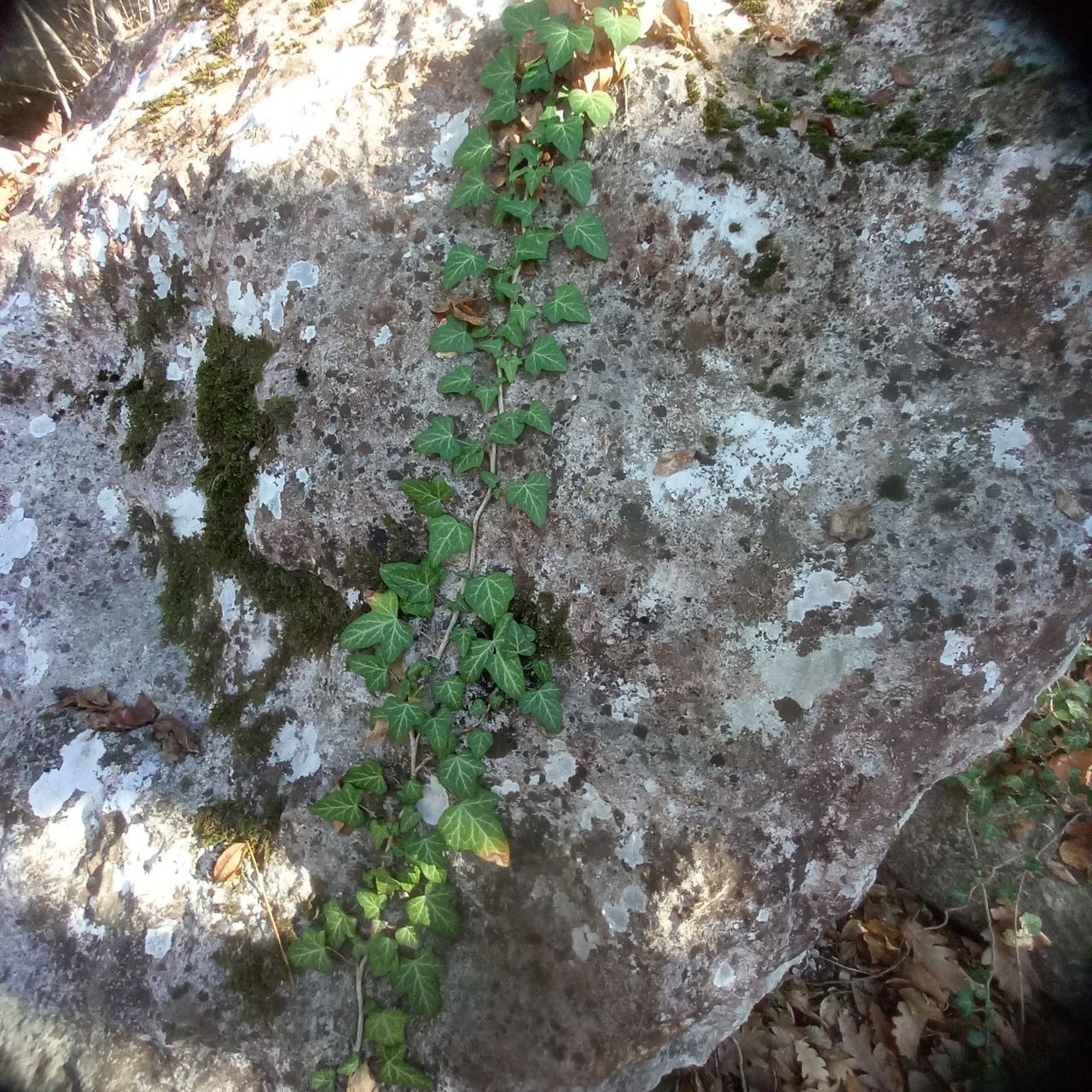 #Что за растение?. Эта теневыносливая лиана с кожистыми листьями способна взбираться по вертикальным поверхностям на высоту до 30 метров