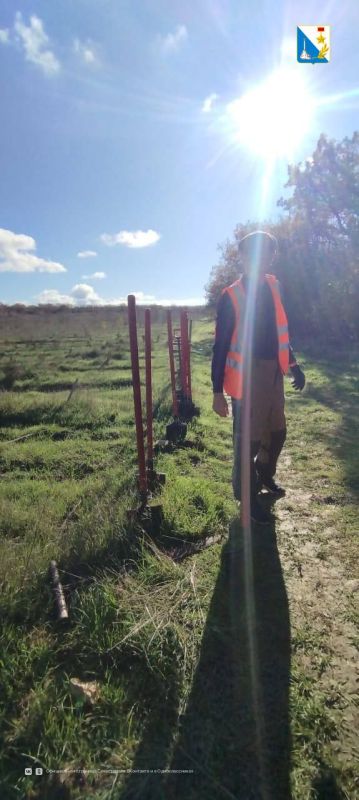 В Мекензиевском лесничестве высаживают молодые деревья на площади 6,3 гектара В Мекензиевском лесничестве высаживают молодые деревья на площади 6,3 гектара
