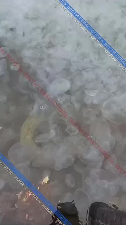 Балаклавскую бухту наводнили медузы