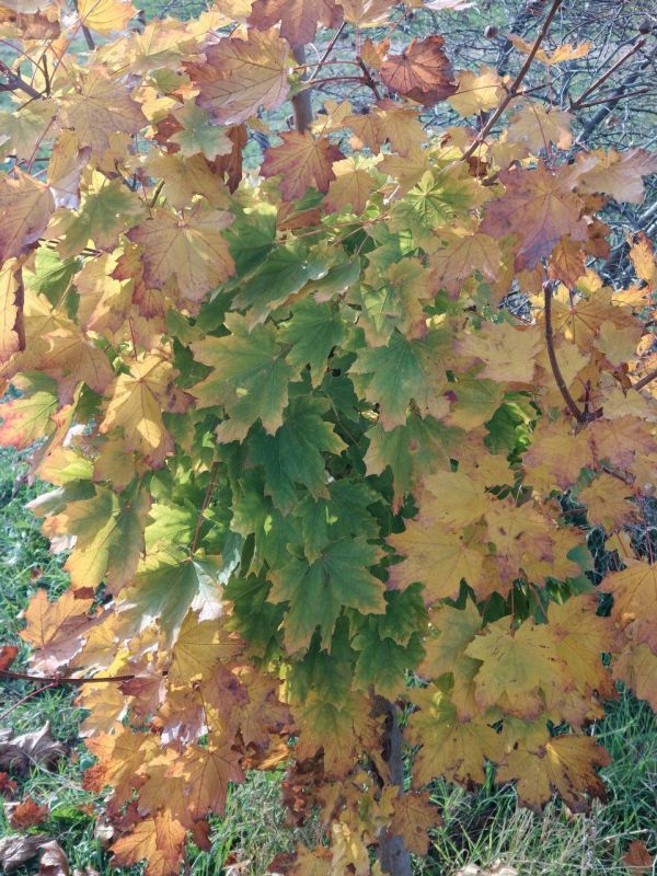 ������ ����� ��� ������� ��������������� ����, ������!