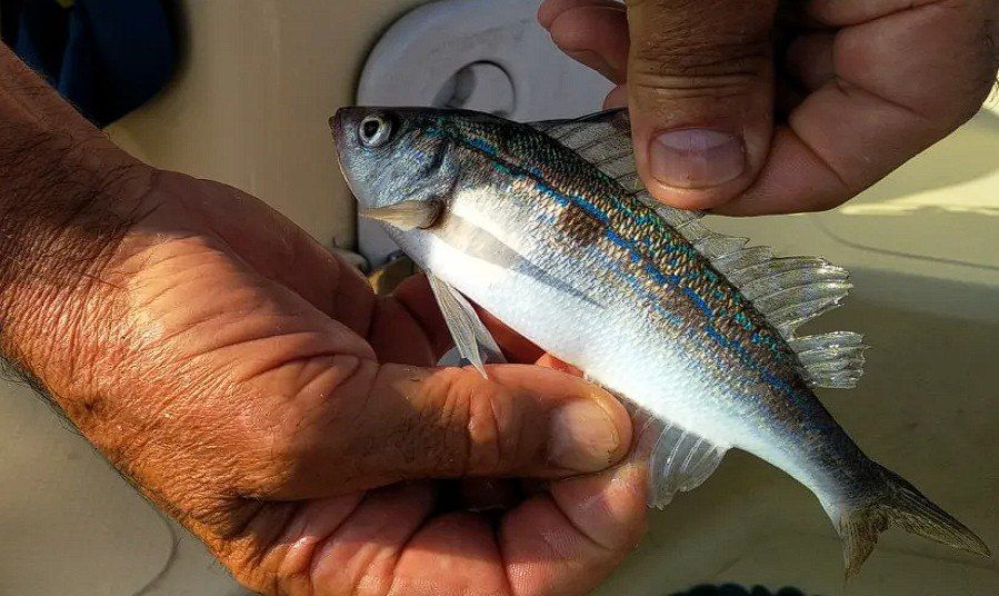 157 ��� ������ ������������ �������� � 2025 ���� ����������������� ����������� �����������