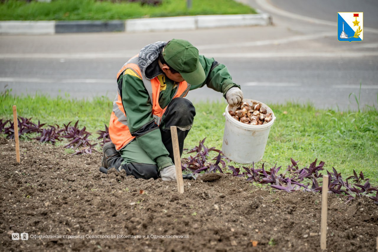 В Севастополе высадили 120 тысяч луковиц тюльпанов В Севастополе высадили 120 тысяч луковиц тюльпанов