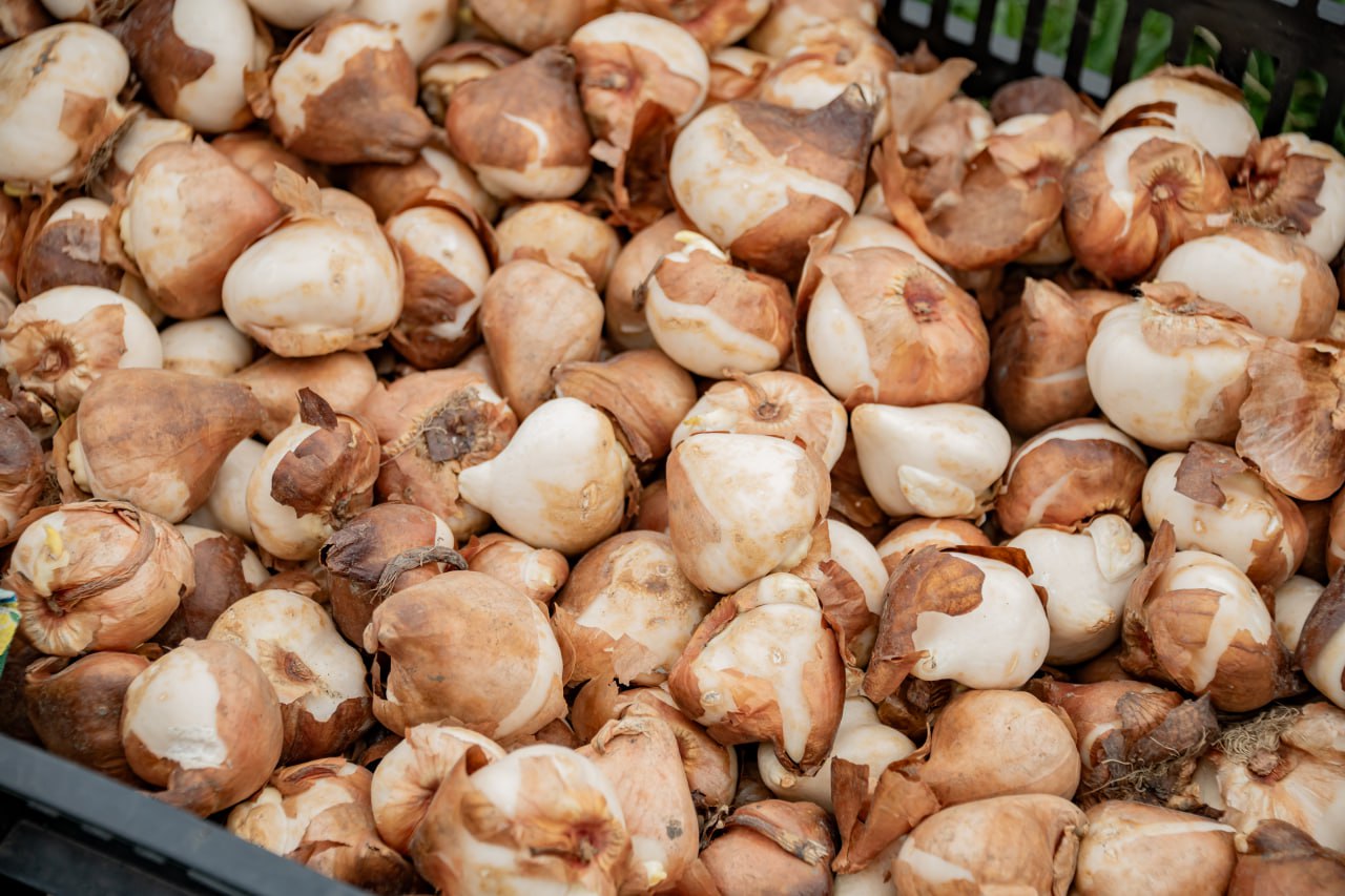 Севастополь готовит весенний парад цветов Севастополь готовит весенний парад цветов