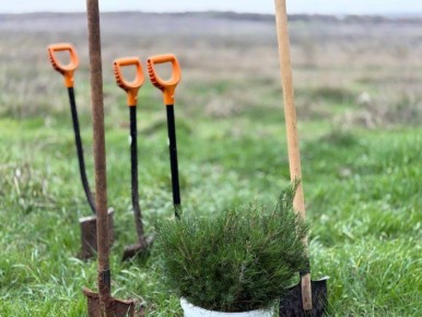 К концу года в лесах Севастополя высадят 13 тысяч молодых деревьев