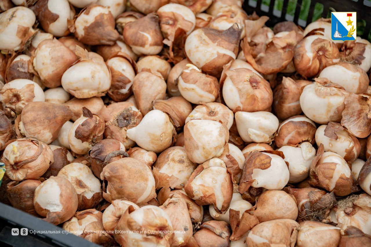 В Севастополе высадили 120 тысяч луковиц тюльпанов В Севастополе высадили 120 тысяч луковиц тюльпанов