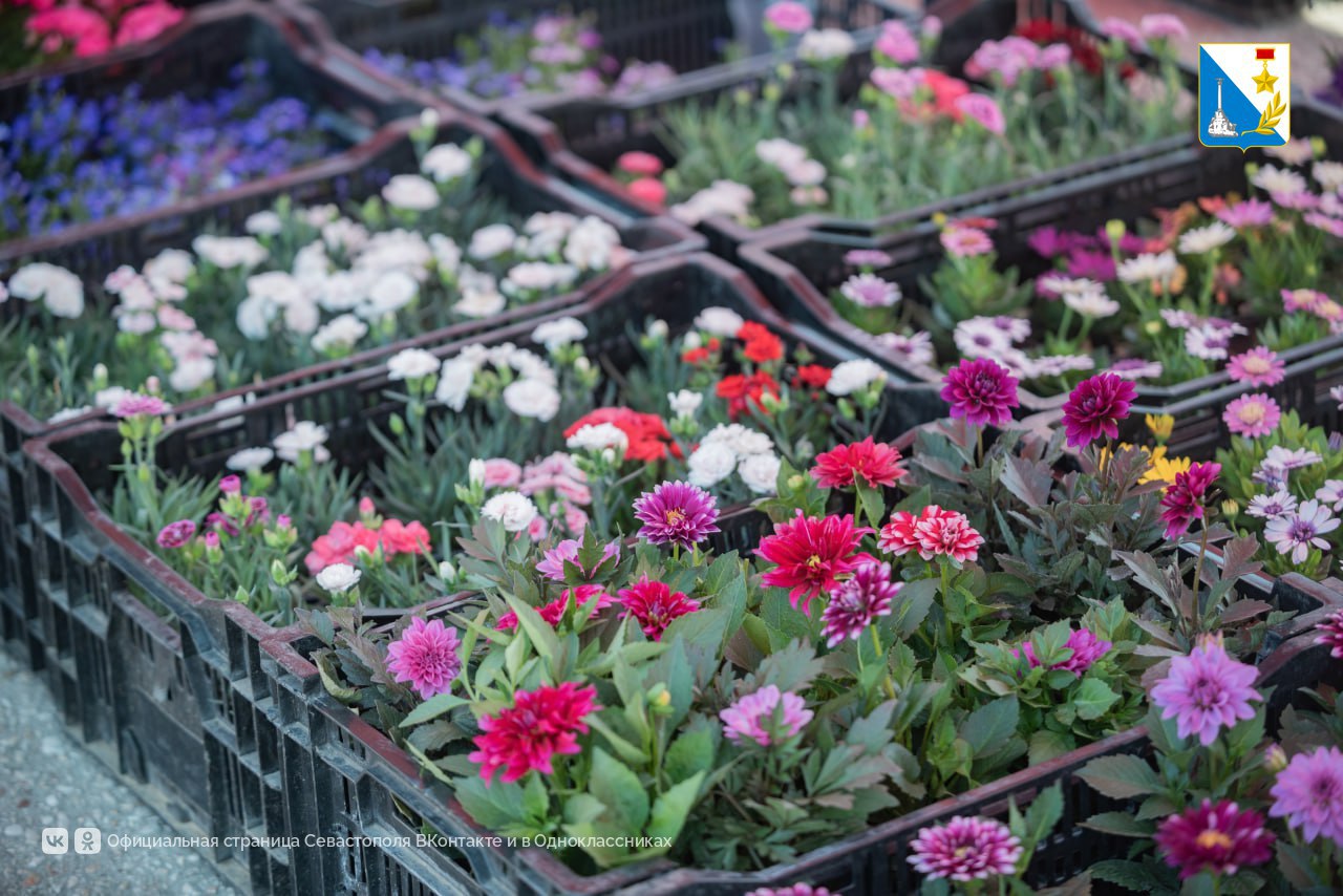 Голосуйте за эскизы, которые украсят клумбы в сквере Юрия Гагарина