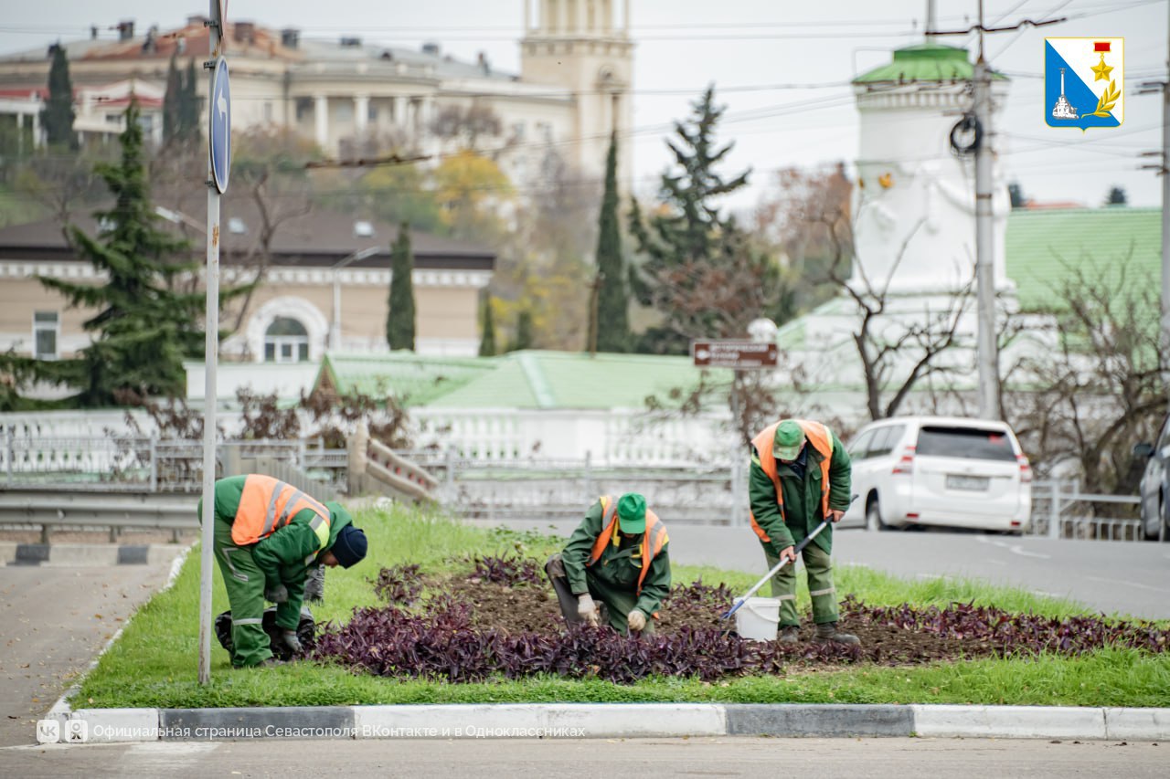 В Севастополе высадили 120 тысяч луковиц тюльпанов