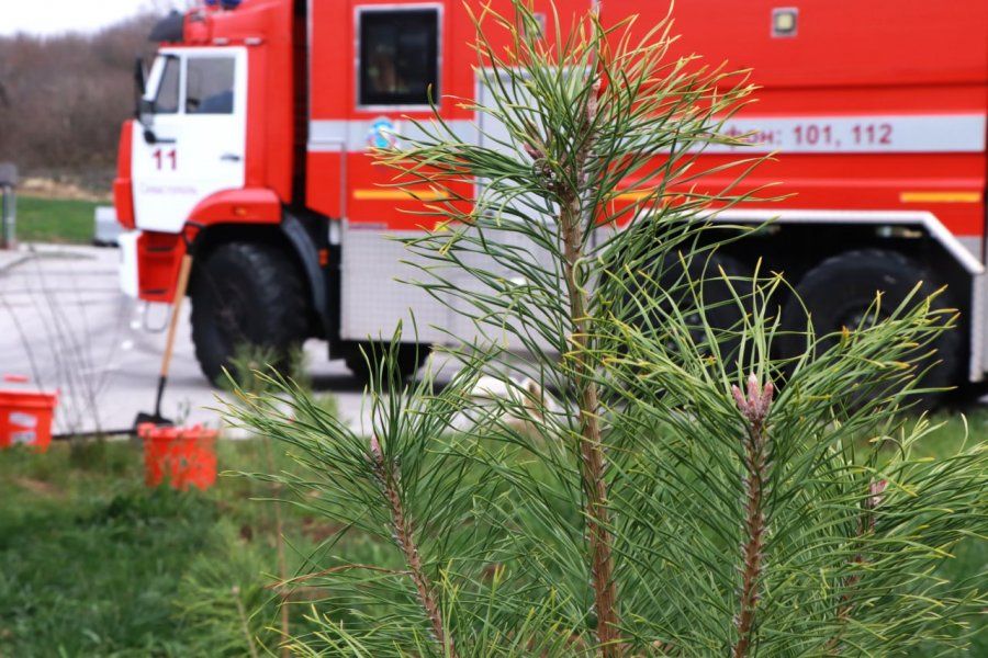 Севастопольская молодёжь и пожарные высадили молодые деревья в части «Павловка» Севастопольская молодёжь и пожарные высадили молодые деревья в части «Павловка»