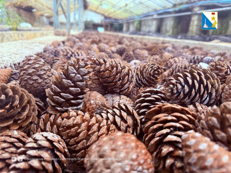 Приступили к заготовке семян лесных и декоративных растений Приступили к заготовке семян лесных и декоративных растений