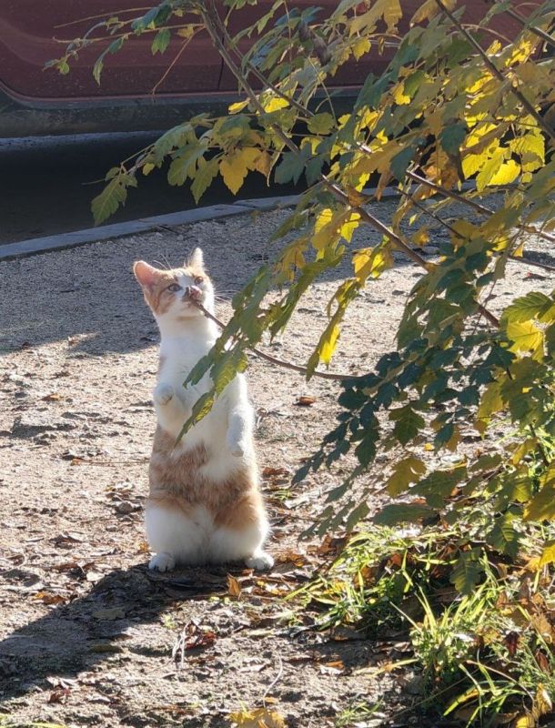 ������� ���� ��������!. � ����������� ��������������� ��� �������