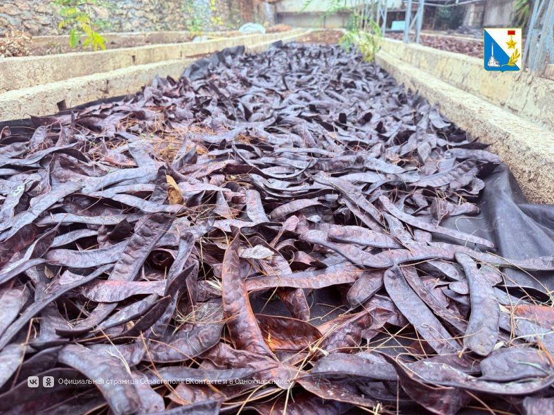 Приступили к заготовке семян лесных и декоративных растений Приступили к заготовке семян лесных и декоративных растений