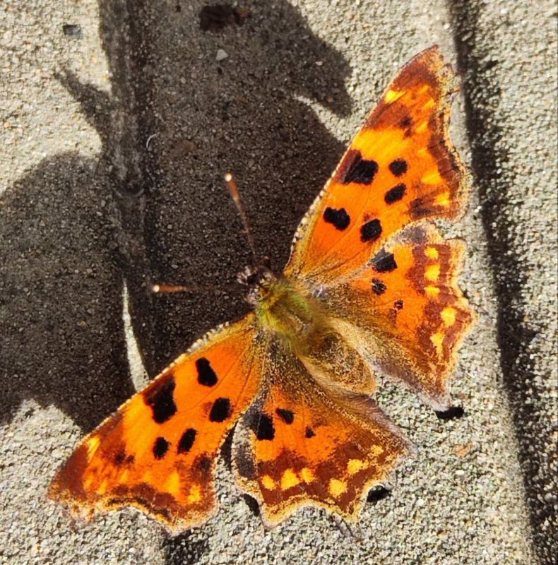 Доброго утра пятницы, севастопольцы!