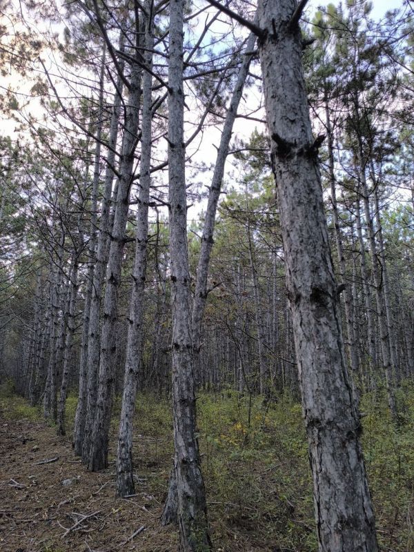 � ������ �����, ������!. � ����������� � ����������� ��� �������