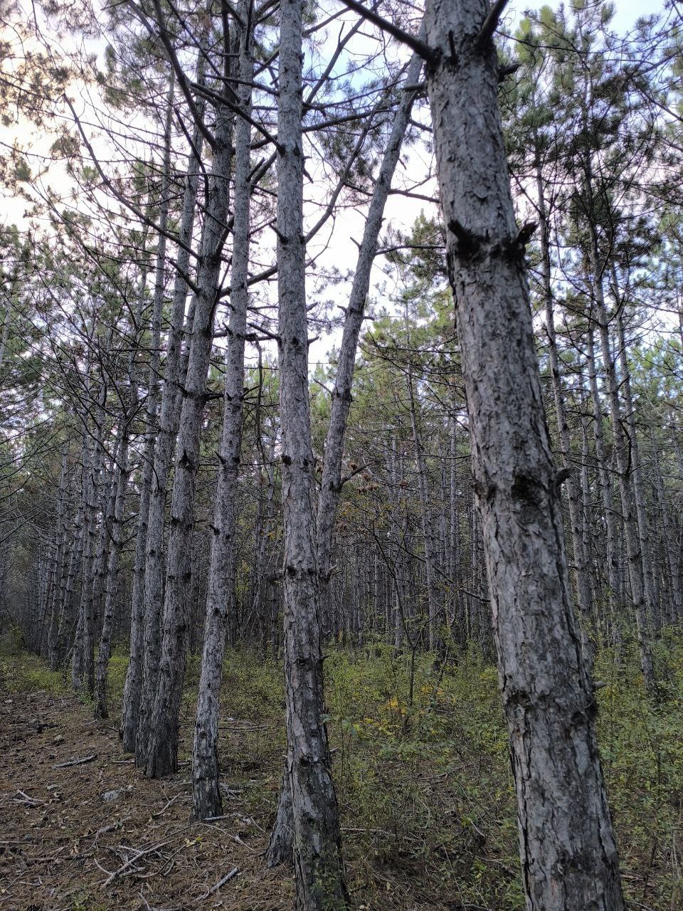 С добрым утром, друзья!. В воскресенье в Севастополе Без осадков С добрым утром, друзья!. В воскресенье в Севастополе Без осадков