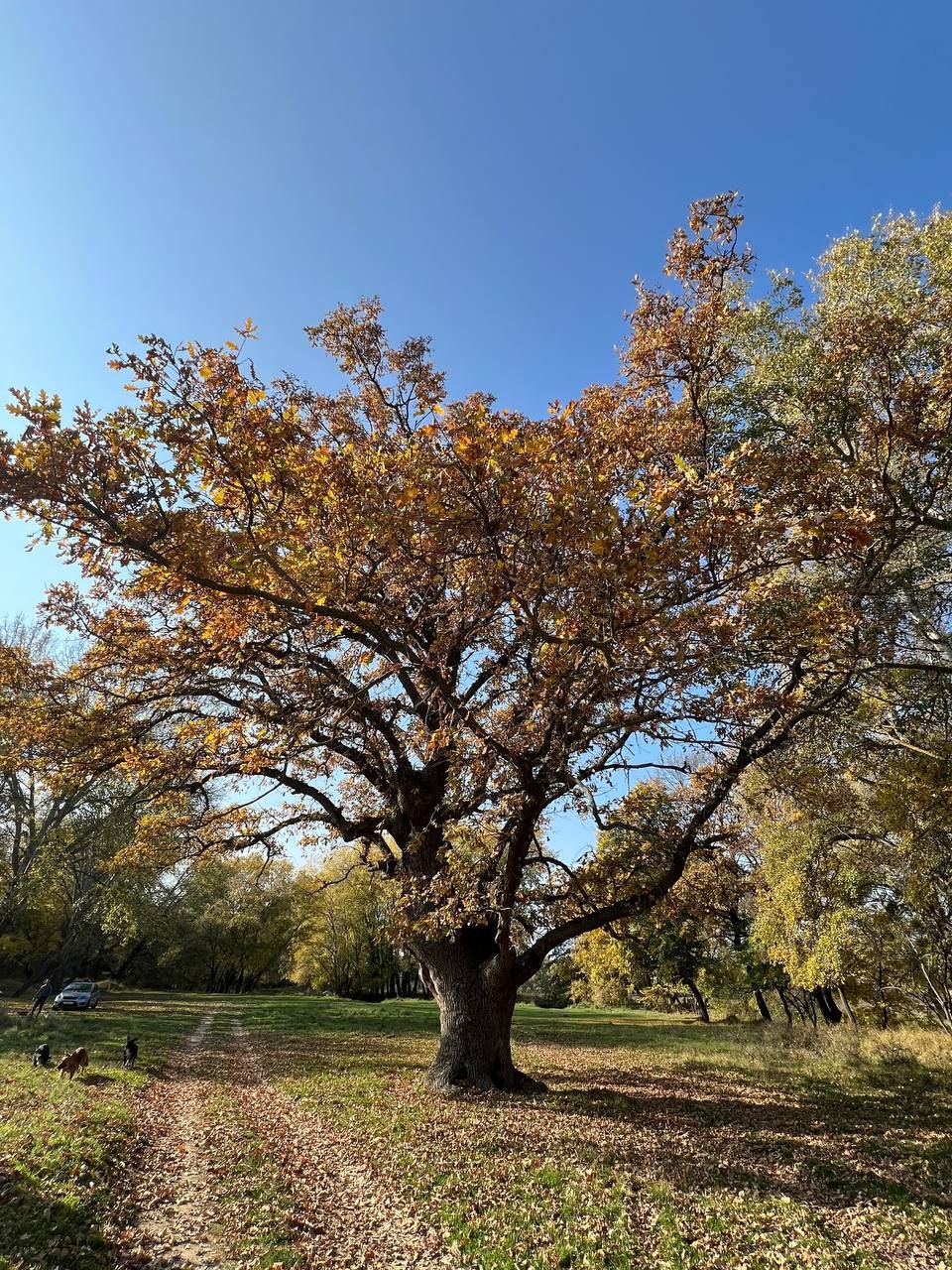 С добрым утром, друзья!. В воскресенье в Севастополе Без осадков