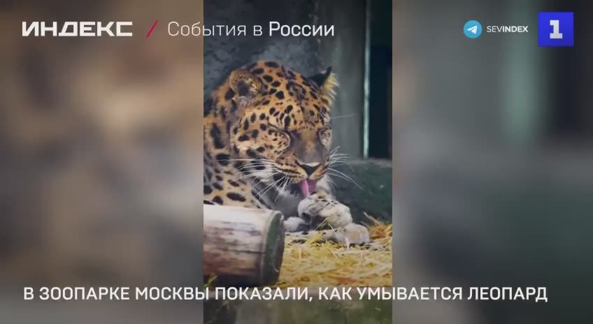 В Московском зоопарке показали, как умывается дальневосточный леопард Мизер