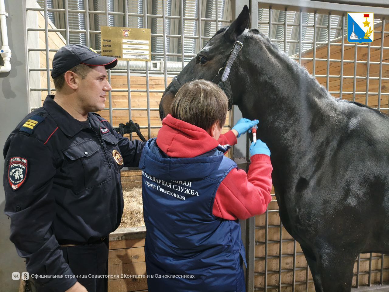 Севастопольские ветеринары осмотрели и привили 20 лошадей кавалерийского подразделения Севастопольские ветеринары осмотрели и привили 20 лошадей кавалерийского подразделения