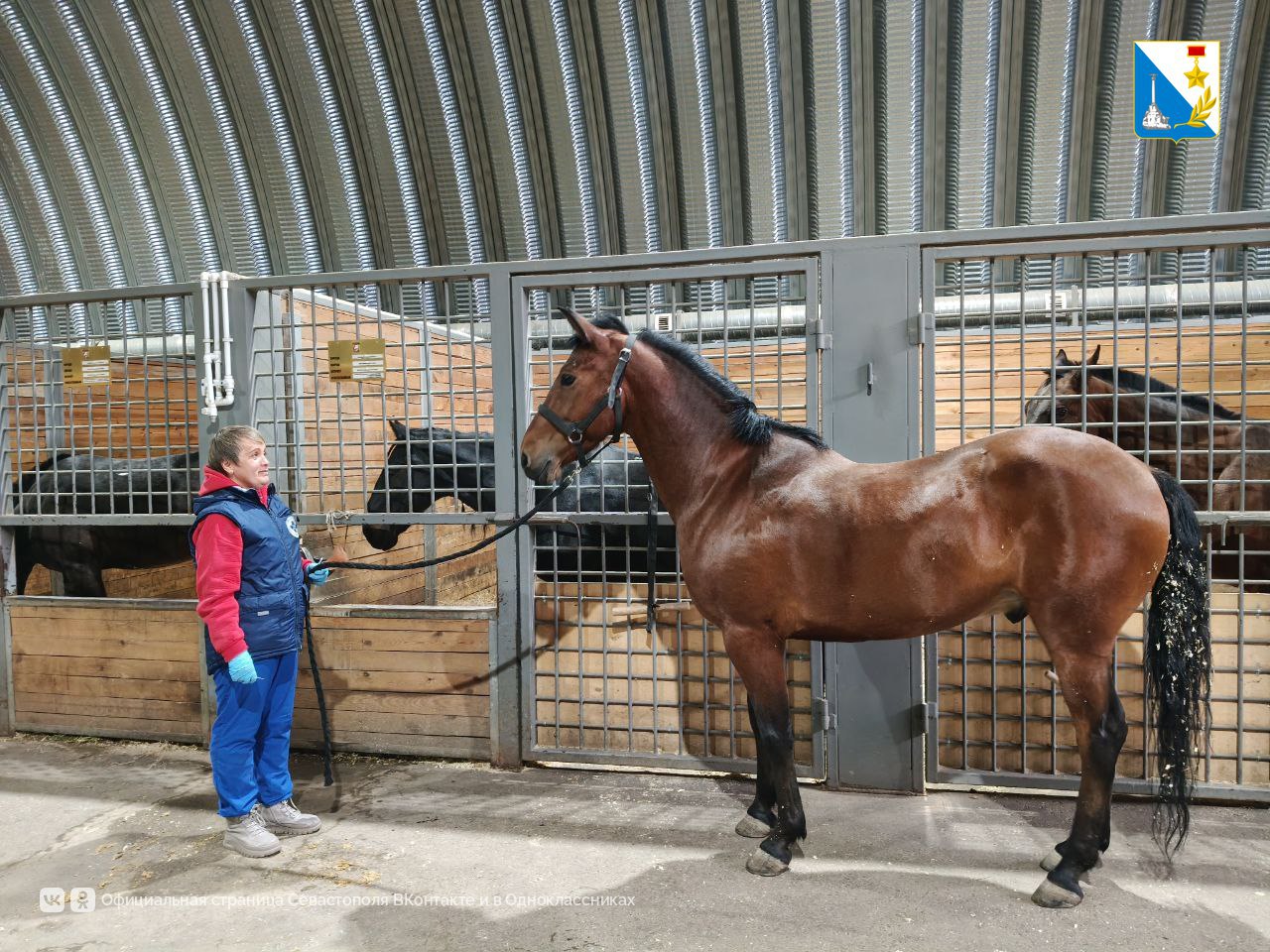 Севастопольские ветеринары осмотрели и привили 20 лошадей кавалерийского подразделения Севастопольские ветеринары осмотрели и привили 20 лошадей кавалерийского подразделения