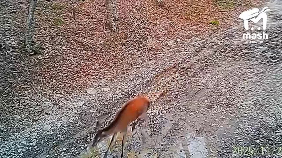 ��� ������ �������? � ���� ������� ������ �� ���������������� �����������