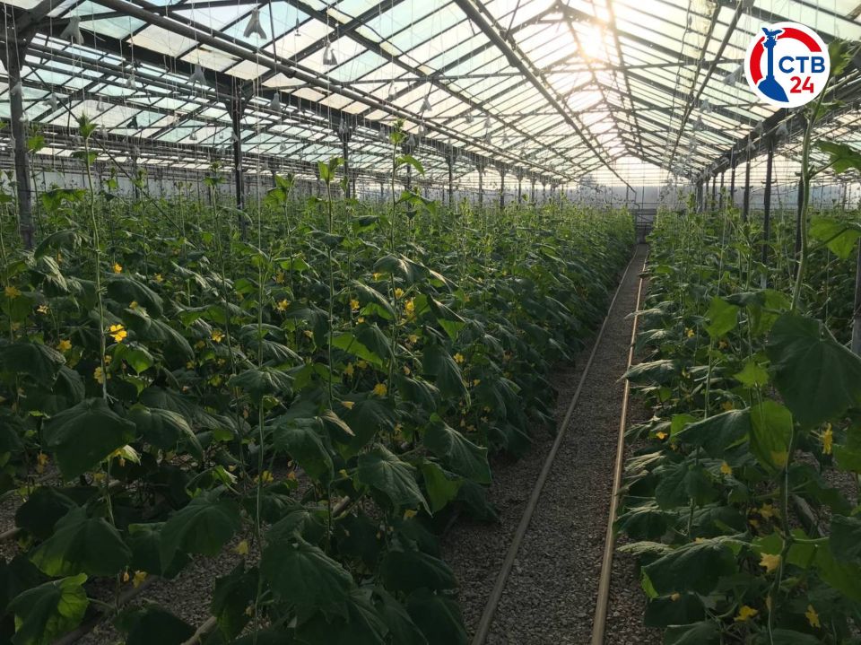 ������� ����������� ��������������� ����� �17 �������� �� ����������� ������������