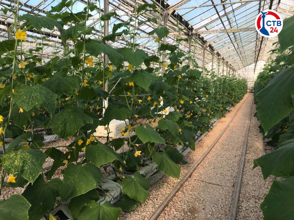 ������� ����������� ��������������� ����� �17 �������� �� ����������� ������������