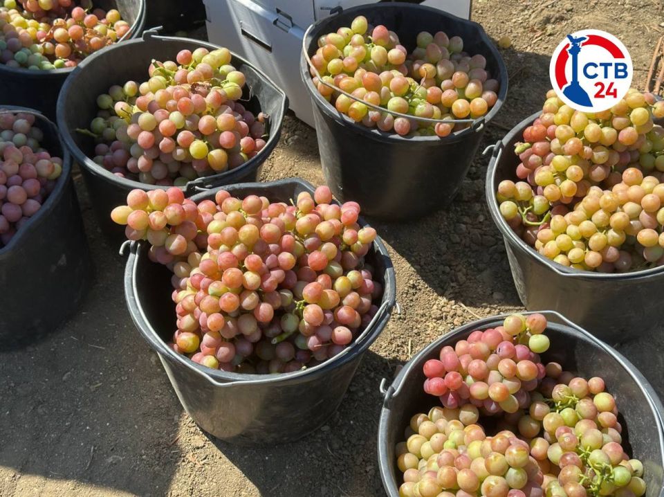 222 миллиона рублей получили винодельческие предприятия Севастополя с начала года