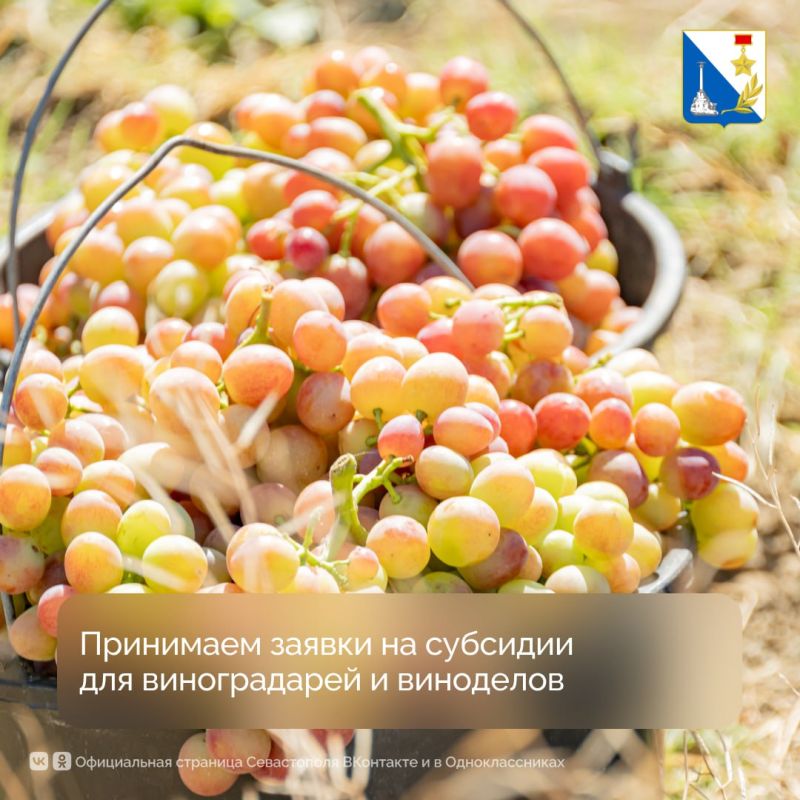 Департамент сельского хозяйства принимает заявки на субсидии для виноградарей и виноделов
