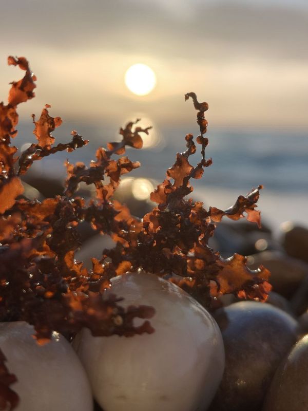 �������� ������ �� ����. ���������� �������� � ��� ��� @sevkp_mail_bot ��������� �� ���-������������ | ������ ��� � ������������� MAX