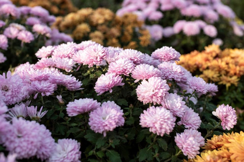 � ����������� � ������� ������� ����� 40 ����� ������