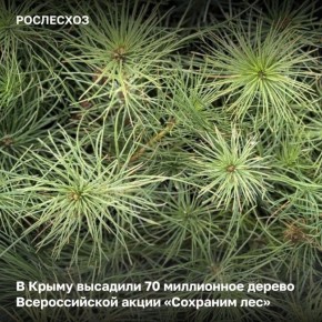Вблизи пгт Орджоникидзе Республики Крым высадили 70-милионное дерево в рамках Всероссийской акции «Сохраним лес»