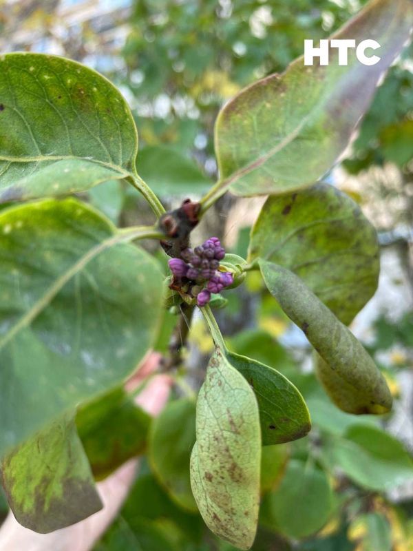 #���_�����. � ������� ����� �������� ��� ������ ������� ������ ��� � ���