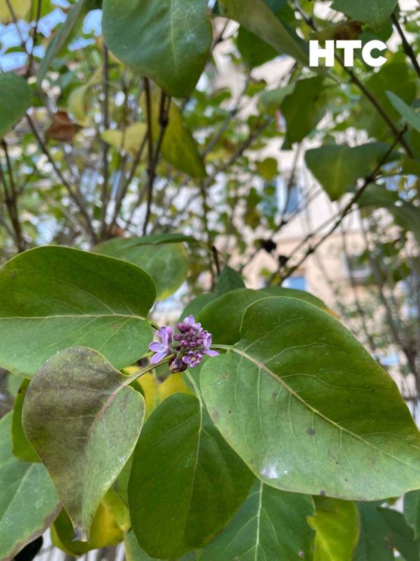 #���_�����. � ������� ����� �������� ��� ������ ������� ������ ��� � ���