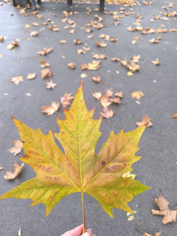 ������� ������������ ����, ������!