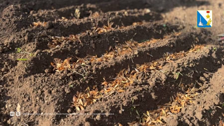 В Севастополе начался посев заготовленных семян лесных и декоративных растений В Севастополе начался посев заготовленных семян лесных и декоративных растений