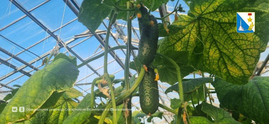 Севастопольские школьники из агроклассов проходят практику на сельхозпредприятиях города Севастопольские школьники из агроклассов проходят практику на сельхозпредприятиях города